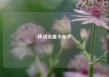移动流量卡知乎