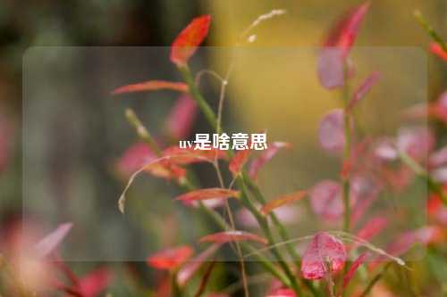 uv是啥意思  第1张